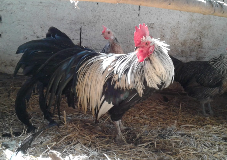 Galo Fênix branco com cauda longa – raça ornamental japonesa